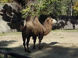 Camel